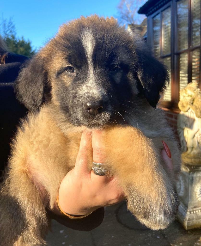 hills longevity dog food